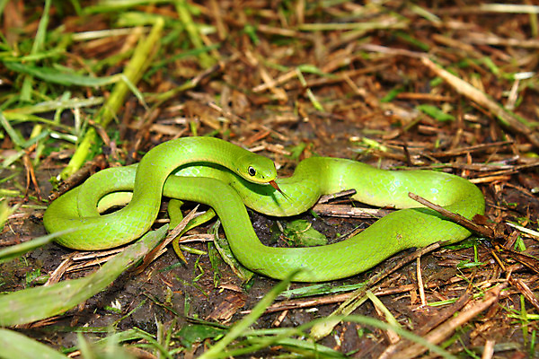 포토 JPG 해외이미지 동물 야생동물 파충류 자연 생물 종류 사람없음 야외 초록색 환경 미국 놀람 뱀 매끈함 눈금 생물학 내추럴 동물상 생태학 해외202004 해외포토 교육 감정 컬러 북아메리카 표정 조형물 감각 생태계 파일형식 이미지허브