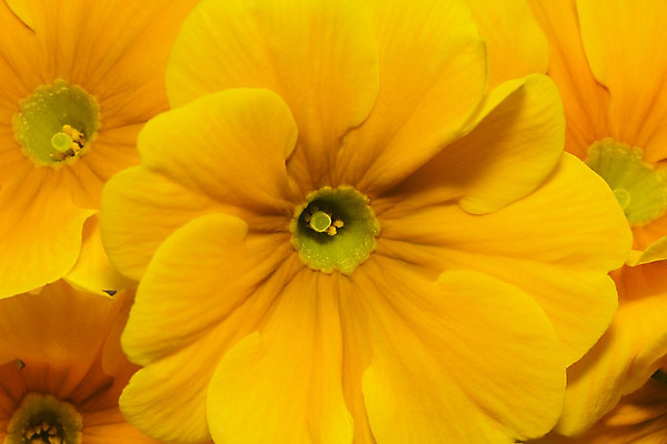 포토 JPG 해외이미지 식물 계절 꽃잎 꽃 화분 분홍색 백그라운드 꽃무늬 자연 사람없음 초록색 컬러풀 노란색 정원 보라색 봄 신선 개화 닫기 다발 묘사 보따리 원예 내추럴 고립 심기 프리뮬러 해외202004 해외포토 컬러 무늬 모션 취미 생태계 파일형식 이미지허브