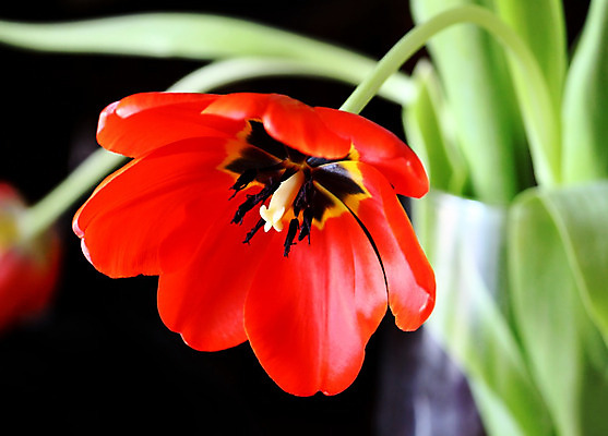 포토 JPG 해외이미지 식물 계절 꽃잎 꽃 줄기 꽃다발 백그라운드 잎 꽃무늬 전구 자연 휴가 사람없음 빨간색 초록색 컬러풀 꽃병 검은색 활발 튤립 벚꽃 개화 5월 꽃가루 부드러움 진홍색 내추럴 강렬 꽃수술 해외202004 해외포토 컬러 컨셉 무늬 감각 날짜 가루 생태계 파일형식 이미지허브