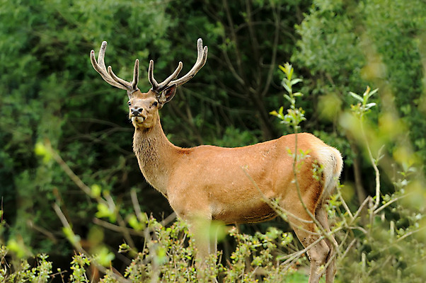포토 JPG 해외이미지 동물 1 공원 남자 잎 밭 포유류 자연 사슴 뿔 사람없음 목재 빨간색 컬러풀 달러 가을 게임 고독 숲 큼 방목 땅 부름 서식지 짝짓기 경보 양치류 웅장함 찰과상 혼자 해외202004 해외포토 나무 식물 계절 공공시설 감정 컬러 돈 농업 재료 모션 놀이 사람 축산업 상처 크기 생태계 파일형식 이미지허브