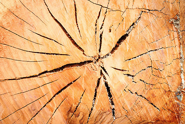 포토 JPG 해외이미지 나무 산업 백그라운드 단풍 주택 이끼 사람없음 목재 반지 소나무 원형 작업실 균열 플랫 제조 자르기 연도 목수 통나무 섬유 고체 수목 해외202004 해외포토 도형 식물 직업 잎 재료 장신구 모션 건물 직물 파일형식 이미지허브