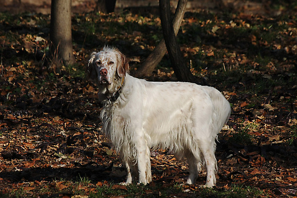 포토 JPG 해외이미지 동물 영어 공원 자연 사람없음 반려동물 코트 용기 개 큼 사냥 기르기 세르비아 지능 해외202004 해외포토 문자 그릇 공공시설 포유류 외투 크기 생태계 돌봄 파일형식 이미지허브