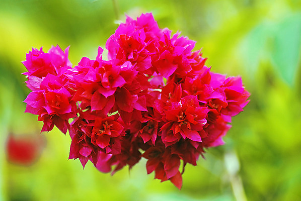 포토 JPG 해외이미지 식물 꽃잎 꽃 분홍색 섬 자연 사람없음 빨간색 초록색 컬러풀 농장 정원 기쁨 보케 부드러움 해외202004 해외포토 감정 컬러 농업 감각 생태계 파일형식 이미지허브