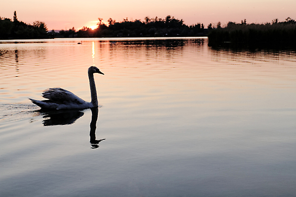 포토 JPG 해외이미지 주간 한마리 호수 사람없음 야외 백조 해외202004 해외포토 자연요소 1 조류 파일형식 이미지허브