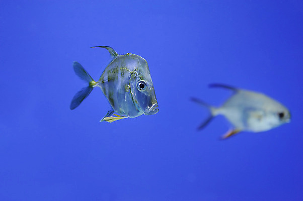 포토 JPG 해외이미지 동물 야생동물 바다 섬 여행 백그라운드 학교 자연 휴가 바닥 이집트 어류 풍경 사람없음 빨간색 물 파란색 컬러풀 노란색 환경 바닷속 수중 수영 스노클링 산호 아래 다이빙 암초 수족관 내추럴 깊이 소금물 이국적 해외202004 해외포토 자연요소 교육 컬러 아프리카 수중동물 수상스포츠 자포동물 방향 생태계 위치 수중스포츠 파일형식 이미지허브