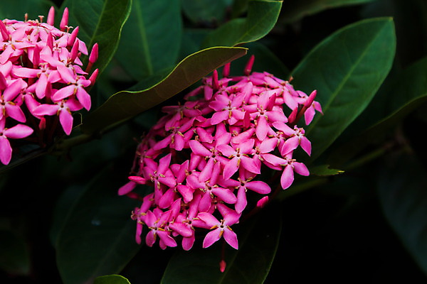 포토 JPG 해외이미지 식물 공원 꽃잎 꽃 아시아 줄기 분홍색 꽃다발 백그라운드 잎 꽃무늬 패턴 태국 자연 사람없음 야외 장식 빨간색 초록색 여름 울타리 컬러풀 정원 봄 성장 벚꽃 흰색 신선 개화 그룹 우아함 닫기 묘사 스파이크 내추럴 해외202004 해외포토 계절 공공시설 나라 컬러 컨셉 무늬 모션 담장 생태계 파일형식 이미지허브