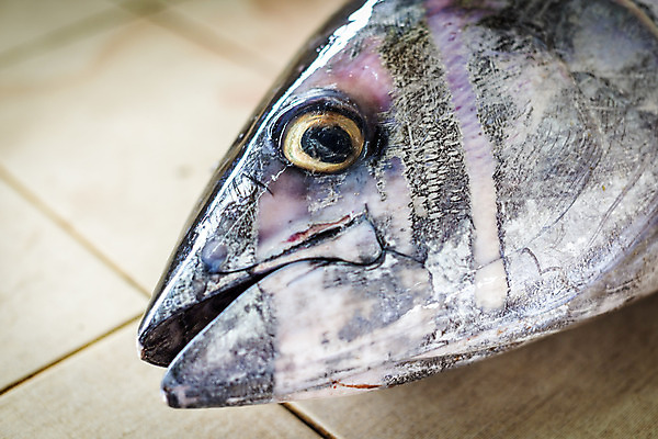 포토 JPG 해외이미지 동물 산업 음식 바다 백그라운드 다이어트 낚시 건강 어류 요리 사람없음 세일 식당 저녁식사 신선 잡기 시장 맛 구매 참치 해산물 유기농 상업 지느러미 점심식사 매각 해외202004 해외포토 웰빙 컨셉 모션 레저 쇼핑 상점 식사 수중동물 파일형식 이미지허브