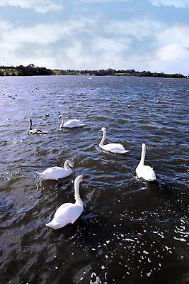 포토 JPG 해외이미지 주간 구름 호수 여러마리 하늘 사람없음 야외 백조 해외202004 해외포토 자연요소 다수 조류 파일형식 이미지허브
