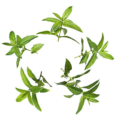 포토 JPG 해외이미지 식물 계절 음식 줄기 백그라운드 잎 재료 자연 건강 요리 사람없음 초록색 약 정원 봄 성장 흰색 나뭇가지 신선 고명 양념 작음 먹기 민트 허브 향신료 묘사 원예 향기 아로마 슛 향 레시피 아로마테라피 내추럴 고립 모히토 해외202004 스피아민트 해외포토 나무 컬러 의학 모션 취미 칵테일 크기 생태계 냄새 테라피 향미료 파일형식 이미지허브