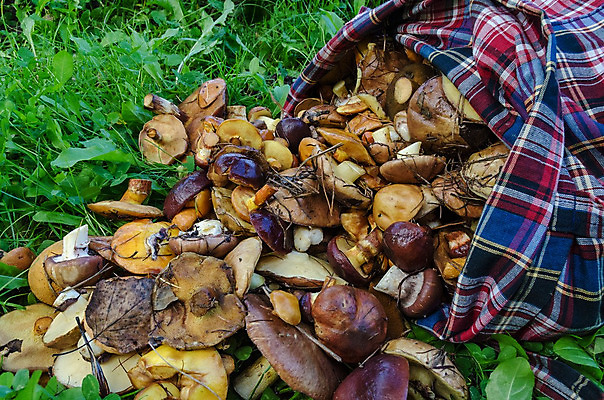 포토 JPG 해외이미지 유럽 음식 자연 이끼 사람없음 초록색 갈색 버섯 성장 가을 숲 내추럴 고립 곰팡이 그물버섯 해외202004 해외포토 계절 나라 컬러 생태계 파일형식 이미지허브