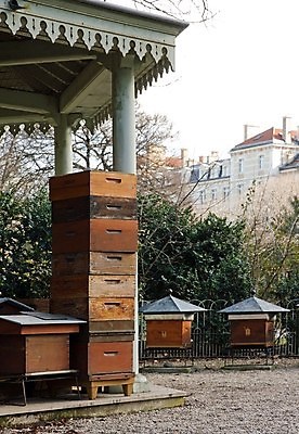 포토 JPG 해외이미지 사람없음 도시 체험 보호 꿀 벌집 생태학 파리(프랑스) 해외202004 해외포토 교육 컨셉 파일형식 이미지허브