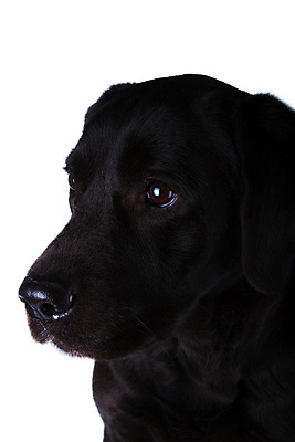 포토 JPG 해외이미지 동물 응시 포유류 앉기 사람없음 반려동물 검은색 개 리트리버 래브라도리트리버 사냥 사냥개 송곳니 고립 해외202004 해외포토 시선 컬러 모션 치아 파일형식 이미지허브