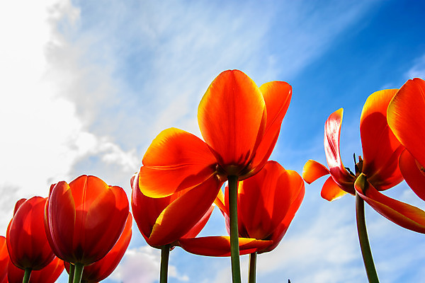 포토 JPG 해외이미지 꽃잎 꽃 꽃무늬 하늘 사람없음 빨간색 튤립 네덜란드 해외202004 해외포토 식물 유럽 컬러 무늬 파일형식 이미지허브