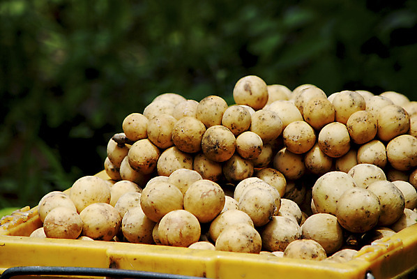 포토 JPG 해외이미지 아시아 음식 백그라운드 농업 다이어트 과일 공 태국 건강 사람없음 노란색 신선 시장 달콤 맛 다발 오브젝트 유기농 날것 인도네시아 여왕 내추럴 고립 숙성 이국적 채식주의자 해외202004 해외포토 웰빙 나라 산업 컬러 컨셉 채식 파일형식 이미지허브