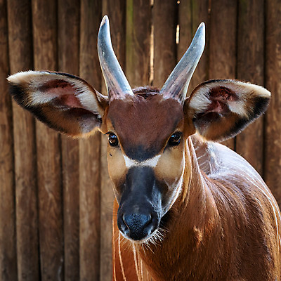 포토 JPG 해외이미지 동물 1 야생동물 포유류 아프리카 자연 초식동물 산 뿔 종류 사람없음 갈색 흰색 황무지 닫기 큼 영양 멸종 내추럴 동물상 해외202004 해외포토 나라 컬러 모션 조형물 크기 생태계 파일형식 이미지허브