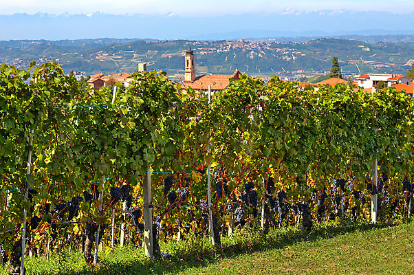 포토 JPG 해외이미지 계절 유럽 여행 단풍 농업 자연 포도 휴가 풍경 사람없음 야외 농장 교회 여행객 마을 와인 이탈리아 가을 시골 다발 언덕 포도밭 포도나무 타운 종탑 산기슭 내추럴 숙성 줄서기 피에몬테 세련 해외202004 해외포토 나라 산업 잎 밭 과일 종교건축 모션 산 주류 사람 건물 탑 도시 과일나무 생태계 파일형식 이미지허브