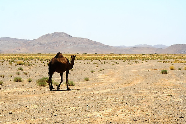 포토 JPG 해외이미지 동물 야생동물 모래 여행 아프리카 자연 하늘 사람없음 야외 여름 사막 모래언덕 낙타 아라비아 모로코 사하라 단봉낙타 해외202004 해외포토 계절 나라 포유류 언덕 생태계 파일형식 이미지허브