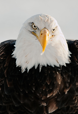 포토 JPG 해외이미지 주간 야생동물 사람없음 야외 독수리 흰머리독수리 해외202004 해외포토 자연요소 동물 조류 파일형식 이미지허브