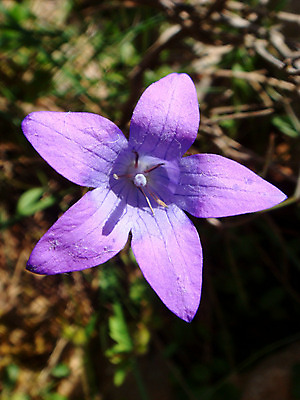 포토 JPG 해외이미지 식물 계절 꽃잎 꽃 꽃다발 백그라운드 컨셉 잎 꽃무늬 자연 벽지 추상 사람없음 초록색 여름 파란색 빛 햇빛 정원 보라색 놀람 봄 들꽃 성장 벚꽃 종 흰색 개화 소프트포커스 다발 제비꽃 즐거움 오브젝트 원예 부드러움 라벤더 라일락 블루벨 영원 우수 해외202004 해외포토 감정 컬러 무늬 촬영기법 표정 취미 태양 감각 허브 절기 생태계 파일형식 이미지허브