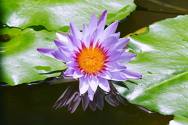 포토 JPG 해외이미지 식물 꽃잎 꽃 아시아 문화 선 분홍색 꽃무늬 패턴 불교 자연 연꽃 사람없음 장식 물 여름 컬러풀 평화 정원 일본 보라색 벚꽃 흰색 신선 개화 우아함 닫기 떨어짐 백합 묘사 명상 싱글 원예 내추럴 고립 이국적 해외202004 해외포토 자연요소 계절 나라 종교 컬러 컨셉 무늬 모션 취미 생태계 파일형식 이미지허브