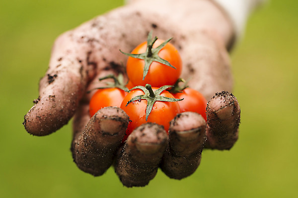 포토 JPG 해외이미지 손 산업 음식 백그라운드 컨셉 농업 토마토 채소 자연 건강 손바닥 사람 사람없음 야외 농장 정원 흙 수확 신선 잡기 체리 농부 에코 원예 날것 먼지 내추럴 밭일 원예사 해외202004 해외포토 직업 과일 모션 취미 신체부위 환경 생태계 파일형식 이미지허브