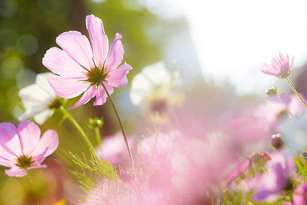 포토 JPG 해외이미지 주간 꽃 분홍색 자연 풍경 사람없음 야외 아웃포커스 소프트포커스 코스모스 해외202004 해외포토 자연요소 식물 컬러 촬영기법 생태계 파일형식 이미지허브