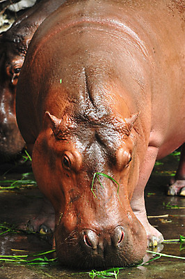 포토 JPG 해외이미지 식물 동물 한마리 포유류 자연 사람없음 야외 초록색 위험 큼 먹기 하마 해외202004 해외포토 1 컬러 컨셉 모션 크기 생태계 파일형식 이미지허브