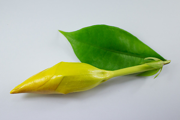 포토 JPG 해외이미지 식물 꽃잎 꽃 행복 자연 사람없음 장식 초록색 물 컬러풀 노란색 정원 벚꽃 신선 황금 닫기 떨어짐 트럼펫 내추럴 해외202004 해외포토 자연요소 감정 컬러 컨셉 모션 금관악기 생태계 파일형식 이미지허브