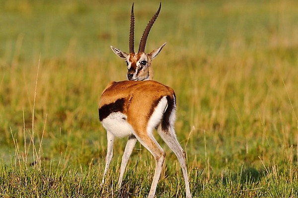 포토 JPG 해외이미지 동물 한마리 응시 야생동물 새끼 포유류 아프리카 자연 뿔 국립공원 서기 사람없음 야외 옆모습 가로 초록색 갈색 일몰 황무지 고독 사파리 영양 케냐 노려봄 가젤 보호구역 사바나 초식 탄자니아 평야 해외202004 해외포토 1 시선 공원 감정 나라 뷰포인트 컬러 모션 표정 노을 생태계 구역 파일형식 이미지허브