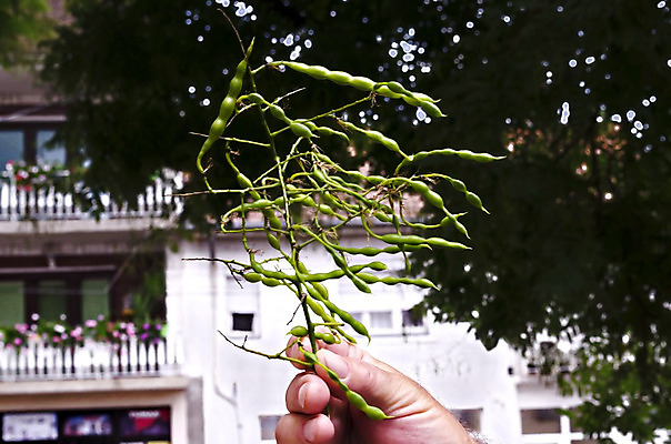 포토 JPG 해외이미지 모양 나무 식물 계절 유럽 백그라운드 낙엽 과일 우산 자연 사람없음 초록색 탑 일본 성장 나뭇가지 신선 타운 아카시아 꼬투리 마케도니아 흥미 해외202004 해외포토 건축물 나라 아시아 컬러 컨셉 잎 도시 생태계 파일형식 남유럽 이미지허브