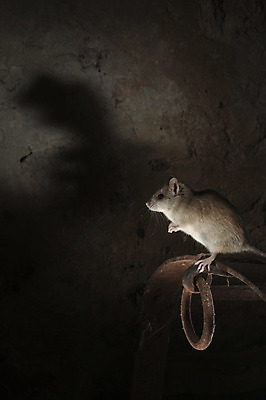 포토 JPG 해외이미지 동물 유럽 야생동물 백그라운드 농업 포유류 자연 조명 수염 사람없음 갈색 건초더미 질병 쥐 설치류 작음 장작 내추럴 외양간 동물상 해외202004 해외포토 나라 산업 컬러 의학 조형물 건초 크기 생태계 파일형식 더미 이미지허브