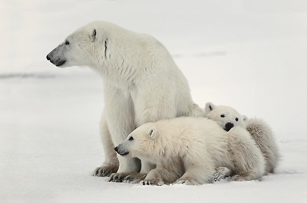 포토 JPG 해외이미지 동물 야생동물 어린이 새끼 여행 캐나다 겨울 곰 포유류 포옹 자연 엄마 날씨 종류 사람없음 야외 물 파란색 미국 추위 흰색 위험 큼 북극 사파리 코 육식동물 북쪽 멸종 서식지 내추럴 해외202004 해외포토 자연요소 계절 컬러 컨셉 북아메리카 가족 안기 사람 신체부위 크기 극지방 방향 생태계 파일형식 이미지허브