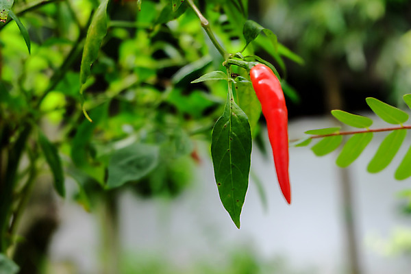포토 JPG 해외이미지 나무 식물 음식 잎 농업 채소 자연 고추 피망 건강 사람없음 빨간색 초록색 농장 정원 맑음 수확 성장 신선 뜨거움 맛 향신료 유기농 원예 매움 후추 내추럴 오리지널 해외202004 해외포토 웰빙 산업 컬러 컨셉 날씨 취미 생태계 향미료 파일형식 이미지허브