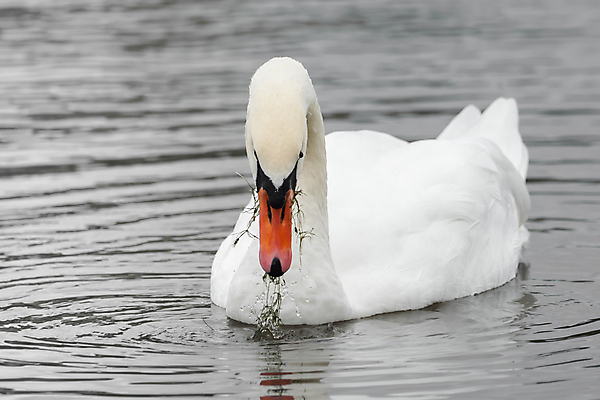 포토 JPG 해외이미지 주간 한마리 호수 사람없음 야외 백조 해외202004 해외포토 자연요소 1 조류 파일형식 이미지허브