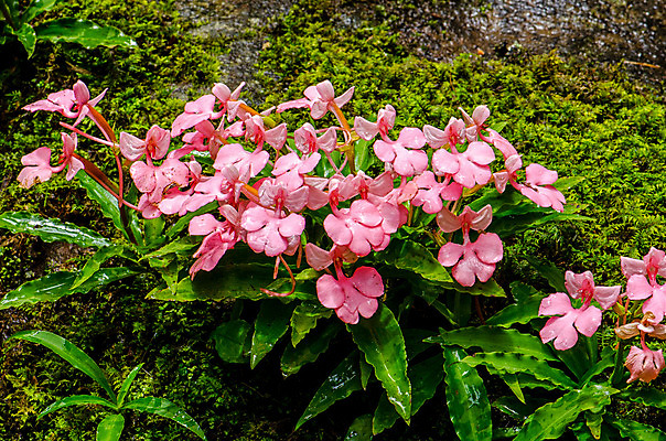 포토 JPG 해외이미지 나무 식물 계절 공원 꽃 분홍색 백그라운드 잎 꽃무늬 모션 태국 자연 휴가 휴식 부활절 풍경 사람없음 목재 아웃포커스 초록색 물 강 컬러풀 정원 보라색 수영 봄 활발 폭포 젖음 흐름 성장 벚꽃 가을 용 신선 개화 개울 난초 소프트포커스 숲 혀 순수 원예 복숭아 천국 블러 이국적 전국 파라다이스 해외202004 해외포토 자연요소 공공시설 기념일 아시아 컬러 컨셉 무늬 과일 재료 촬영기법 취미 수상스포츠 입 생태계 파일형식 이미지허브