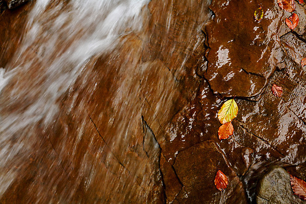 포토 JPG 해외이미지 잎 오렌지 자연 산 사람없음 물 강 폭포 흐름 가을 바위 투명 개울 순수 속도 해외202004 해외포토 자연요소 식물 계절 컨셉 과일 돌_바위 생태계 파일형식 이미지허브