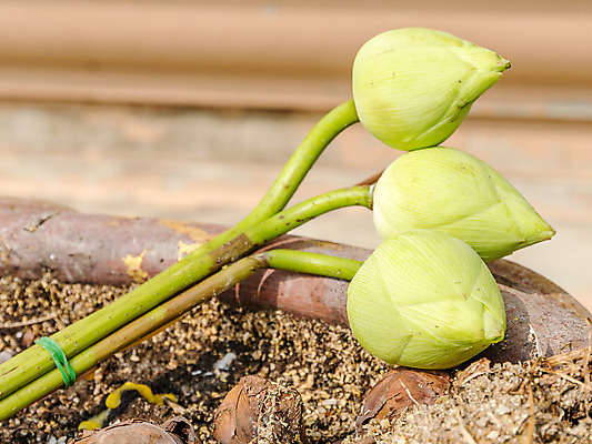 포토 JPG 해외이미지 꽃 아시아 종교 문화 꽃무늬 불교 태국 연꽃 동양인 사람없음 장식 초록색 파란색 장미 평화 믿음 화환 흰색 신선 사찰 심볼 명상 사인 싱글 신앙심 썩음 힌두교 존경 해외202004 해외포토 식물 감정 나라 컬러 컨셉 무늬 종교건축 인종 파일형식 이미지허브