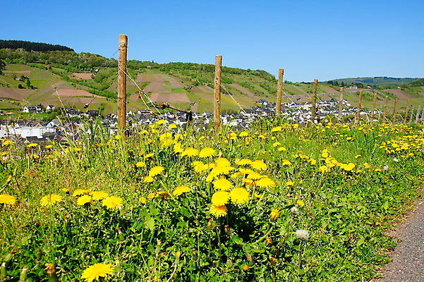포토 JPG 해외이미지 꽃 포도 독일 사람없음 마을 와인 봄 민들레 포도나무 해외202004 해외포토 식물 계절 유럽 과일 주류 과일나무 파일형식 이미지허브