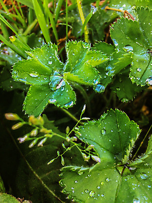 포토 JPG 해외이미지 식물 백그라운드 잎 자연 아침 날씨 추상 잔디 사람없음 초록색 물 환경 정원 봄 젖음 성장 물방울 신선 투명 액체 칼날 닫기 떨어짐 이슬 큼 빗방울 허브 순수 만족 질감 마법 내추럴 해외202004 해외포토 주간 자연요소 계절 감정 컬러 컨셉 무늬 모션 비_날씨 크기 생태계 파일형식 이미지허브