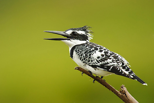 포토 JPG 해외이미지 야생동물 아프리카 조류 흑백 사람없음 케냐 물총새 해외202004 해외포토 동물 나라 촬영기법 파일형식 이미지허브