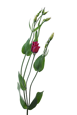 포토 JPG 해외이미지 꽃 줄기 잎 실내 사람없음 꽃봉오리 흰배경 해외202004 해외포토 식물 백그라운드 내부 흰색 파일형식 이미지허브