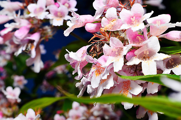 포토 JPG 해외이미지 나무 식물 계절 꽃잎 꽃 꽃다발 백그라운드 잎 꽃무늬 자연 추상 새로움 사랑 사람없음 초록색 태양 정원 중국 봄 벚꽃 흰색 나뭇가지 신선 개화 달콤 맛 다발 향수 원예 향기 냄새 아로마 블러 해외202004 해외포토 자연요소 감정 아시아 컬러 컨셉 무늬 취미 화장품 생태계 파일형식 이미지허브