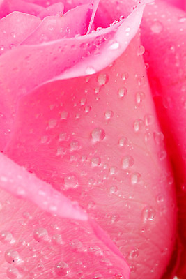 포토 JPG 해외이미지 식물 꽃잎 꽃 길 분홍색 백그라운드 잎 꽃무늬 자연 발렌타인데이 선물 사랑 사람없음 장식 장미 벚꽃 신선 우아함 혼합 배열 묘사 질감 내추럴 해외202004 해외포토 감정 컬러 컨셉 무늬 데이이벤트 생태계 파일형식 이미지허브