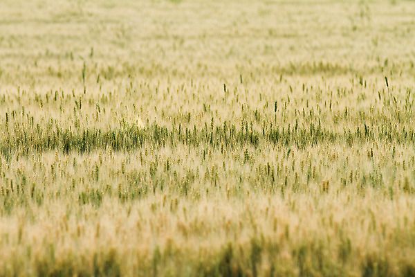 포토 JPG 해외이미지 산업 음식 잎 밭 농업 자연 하늘 건강 풍경 사람없음 야외 여름 농작물 농장 농경지 노란색 환경 정원 식사 흙 봄 장비 흐름 수확 성장 시골 신선 액체 황금 맛 상품 밀 유기농 밀가루 분무기 가뭄 밭일 생태학 해외202004 해외포토 식물 웰빙 계절 교육 컬러 컨셉 날씨 곡류 가루 생태계 파일형식 이미지허브