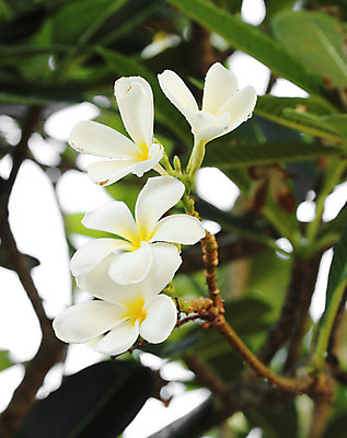 포토 JPG 해외이미지 식물 아이콘 디자인 계절 공원 꽃잎 꽃 선 백그라운드 꽃무늬 태국 자연 휴가 동양인 사람없음 야외 초록색 여름 노란색 환경 정원 스파 봄 벚꽃 흰색 신용카드 개화 다발 오브젝트 사인 휴양지 질감 발리 태평양 내추럴 고립 이국적 파라다이스 스타일 해외202004 해외포토 공공시설 아시아 바다 컬러 섬 무늬 인종 금융 장소 생태계 인도네시아 파일형식 이미지허브