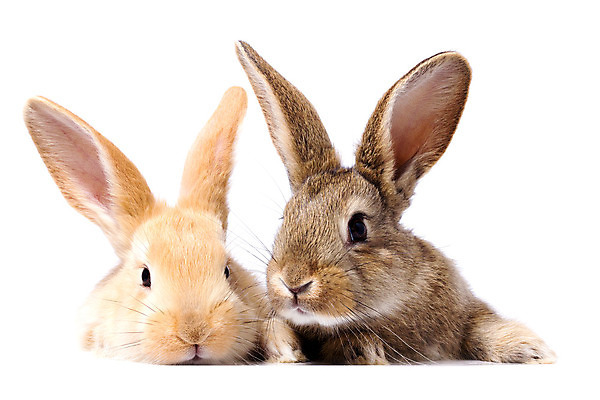 포토 JPG 해외이미지 두마리 부활절 사람없음 반려동물 귀여움 가축 토끼 흰배경 귀 해외포토 동물 기념일 백그라운드 컨셉 2 포유류 신체부위 흰색 파일형식 이미지허브