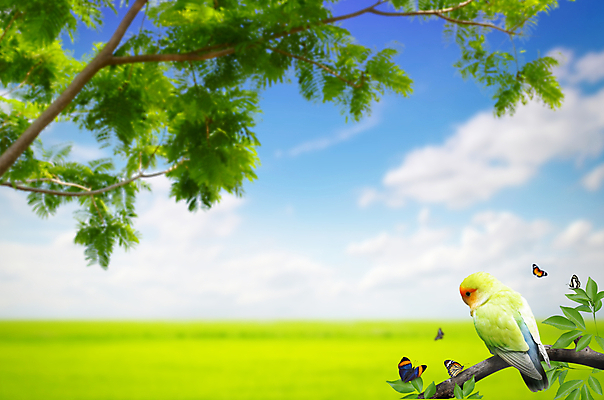 포토 JPG 해외이미지 나무 동물 야생동물 나비 백그라운드 잎 날개 자연 조류 하늘 종류 사람없음 목재 초록색 반려동물 컬러풀 귀여움 정원 고요 깃털 부리 앵무새 내추럴 해외202004 해외포토 식물 컬러 곤충 컨셉 재료 생태계 파일형식 이미지허브