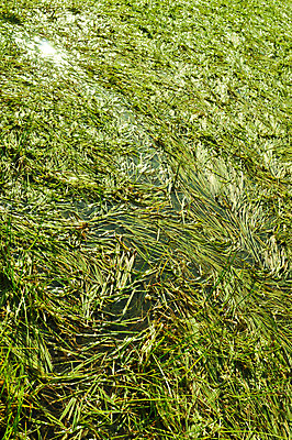 포토 JPG 해외이미지 식물 계절 실루엣 호수 백그라운드 잎 꽃무늬 자연 지팡이 갈대 씨앗 풍경 사람없음 야외 장식 초록색 물 여름 파란색 강 머리 성장 연못 칼날 습지 큼 질감 내추럴 생태학 해외202004 해외포토 자연요소 교육 꽃 컬러 무늬 촬영기법 신체부위 크기 생태계 파일형식 이미지허브