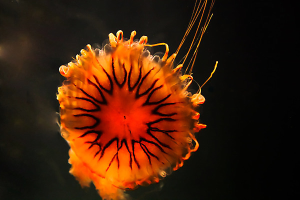 포토 JPG 해외이미지 사람없음 수중 수족관 해파리 해외202004 해외포토 자포동물 파일형식 이미지허브