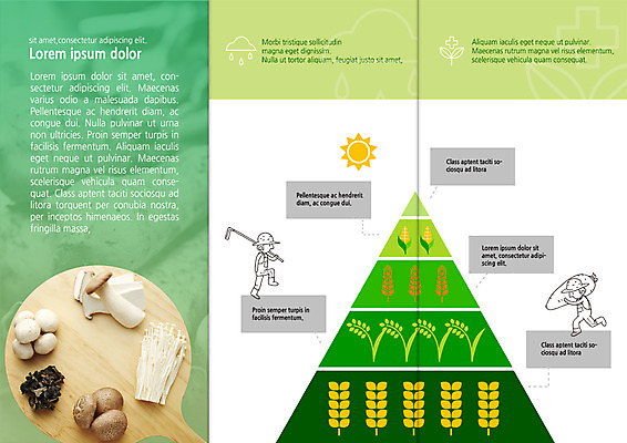 PSD 템플릿 표지디자인 북디자인 출판디자인 남자 내지 리플렛 북커버 3단접지 옥수수 팜플렛 성인 두명 태양 버섯 수확 벼 농부 유기농 이미지템플릿 자연요소 직업 웰빙 농업 곡류 사람 파일형식